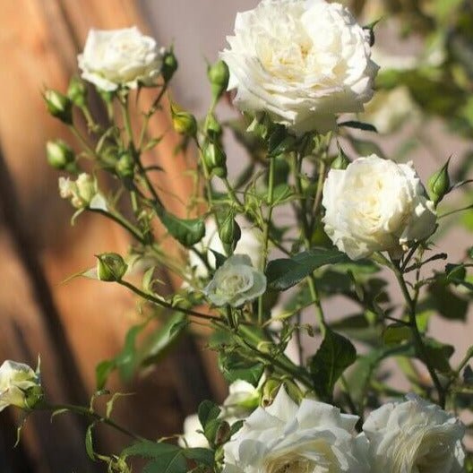 Alaska ® Climber garden rose bushes potted or bare root plants