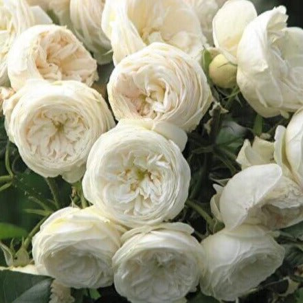 Artemis ® Shrub Rose garden rose bushes potted or bare root plants