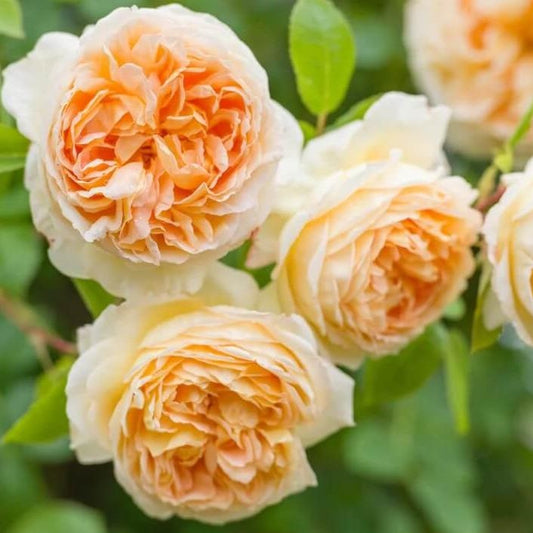Bathsheba ® Climbing Rose garden rose bushes potted or bare root plants