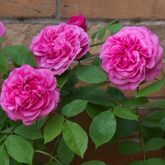 Gertrude Jekyll ® English Shrub Rose garden rose bushes potted or bare root plants