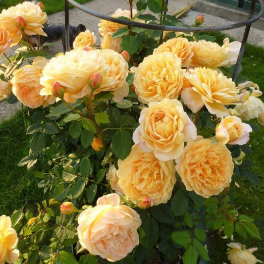 Golden Celebration ® English Shrub Rose garden rose bushes potted or bare root plants