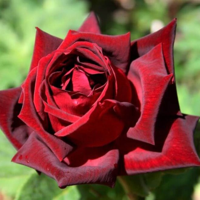 Gpt. Papa Meilland ® Climbing Roses garden rose bushes potted or bare root plants