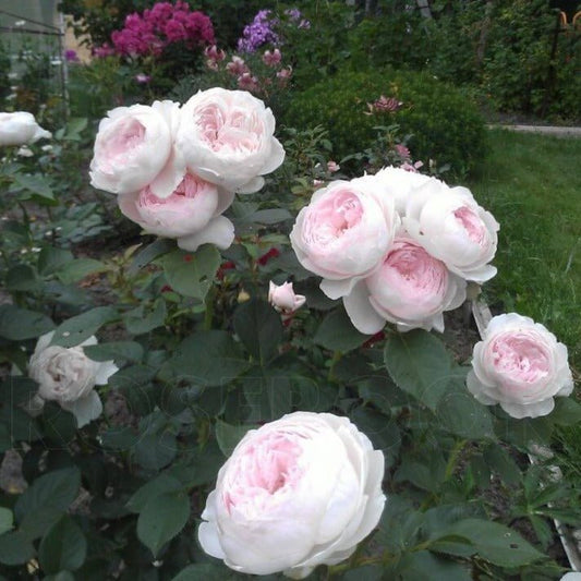 Herzogin Christiana