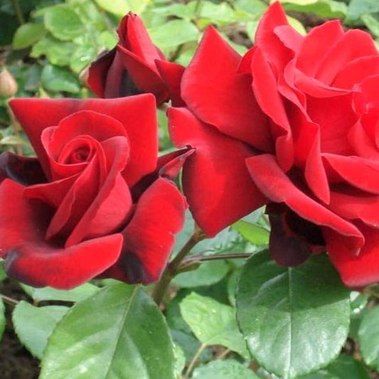 Le Rouge et Le Noir ® Hybrid Tea Rose garden rose bushes potted or bare root plants