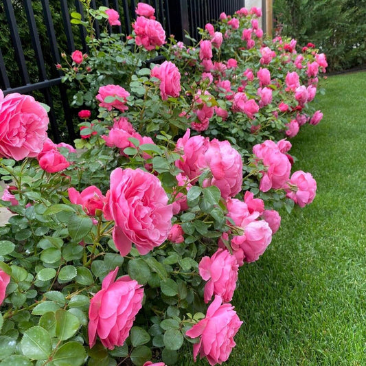 Leonardo da Vinci ® τριανταφυλλιά Floribunda κήπου, σε γλάστρα ή γυμνόριζη
