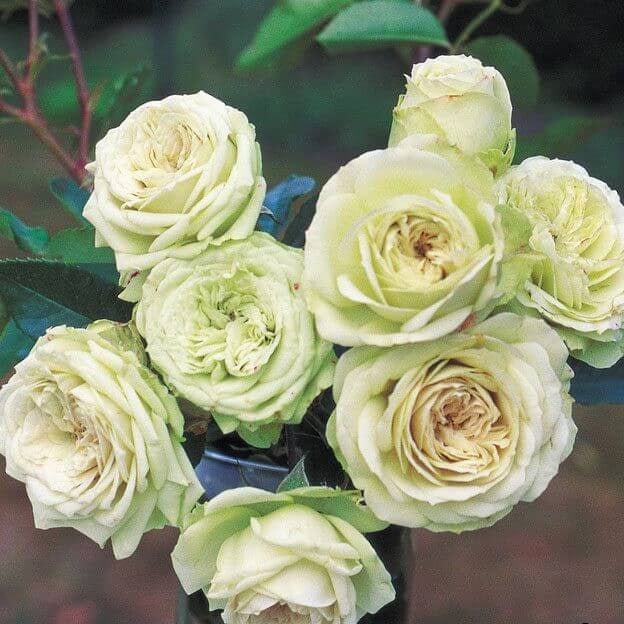 Lovely Green ® Floribunda Roses garden rose bushes potted or bare root plants