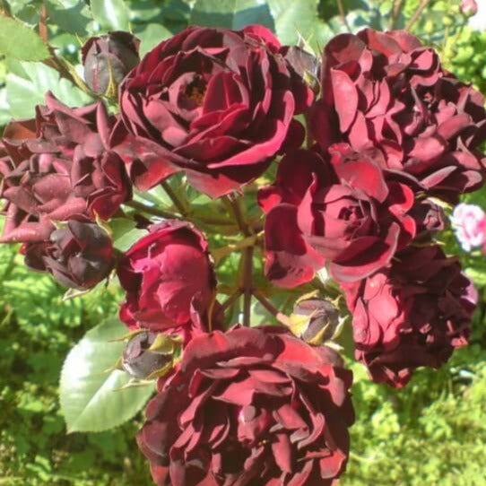 Malicorne ® Floribunda Roses garden rose bushes potted or bare root plants