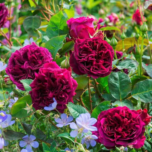 Munstead Wood ® Floribunda Roses garden rose bushes potted or bare root plants