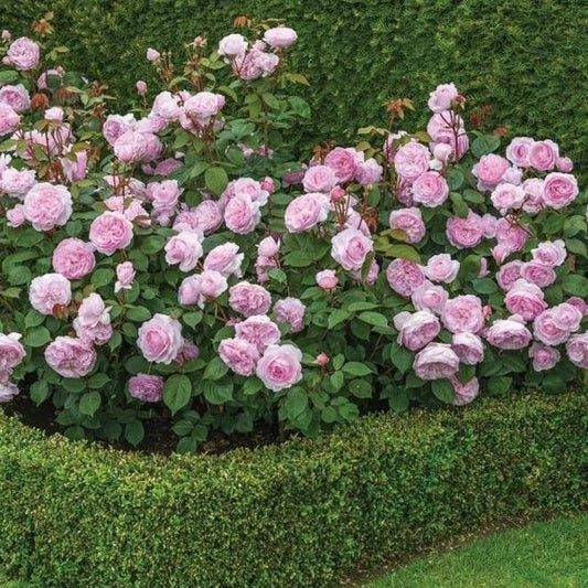 Olivia Rose ® English Shrub Rose garden rose bushes potted or bare root plants