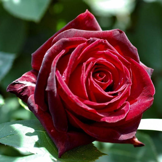 Perle Noire ® Hybrid Tea Roses garden rose bushes potted or bare root plants