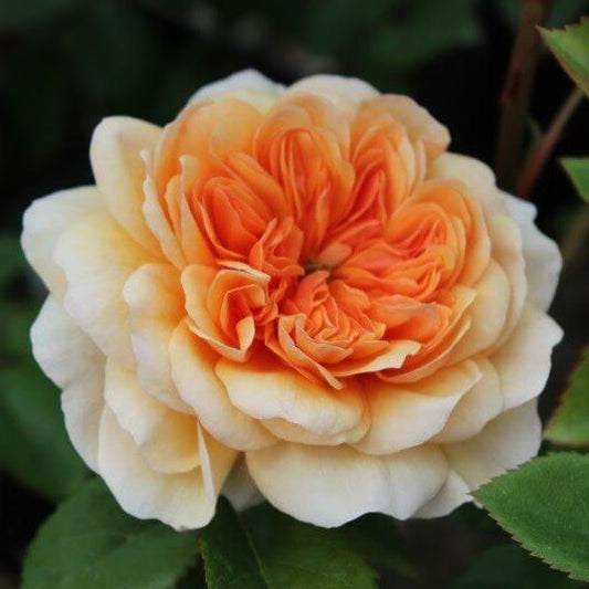 Port Sunlight ® Shrub Rose garden rose bushes potted or bare root plants