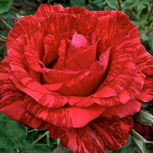 Red Intuition ® Hybrid Tea Roses garden rose bushes potted or bare root plants