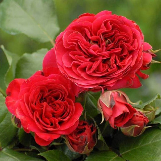 Red Leonardo da Vinci ® τριανταφυλλιά Floribunda κήπου, σε γλάστρα ή γυμνόριζη