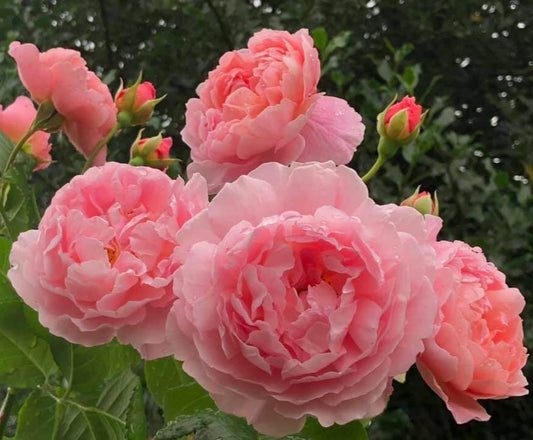 Strawberry Hill ® Climber garden rose bushes potted or bare root plants