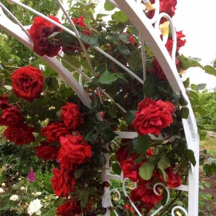 Sympathie ® Climbing Roses garden rose bushes potted or bare root plants