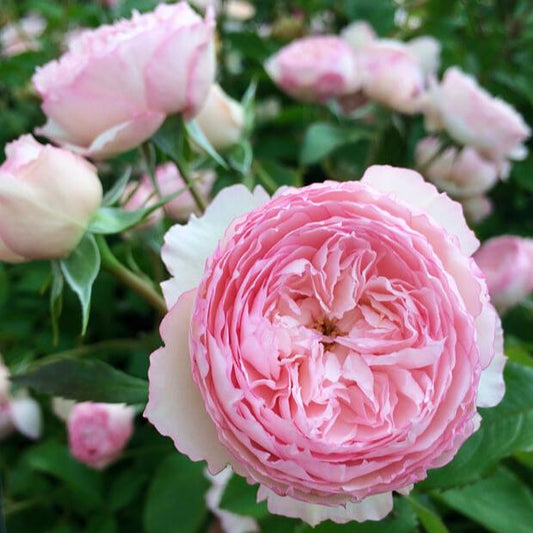 The Mill on the Floss ® Shrub Rose garden rose bushes potted or bare root plants