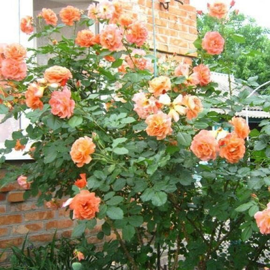 Westerland ® Shrub Rose garden rose bushes potted or bare root plants