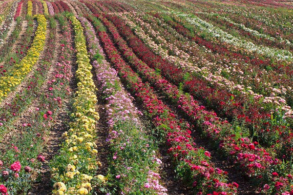 Meilland rose breeding and trial fields in France