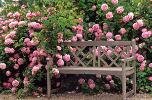 Why to fertilize your roses? Rose feeding benefits.