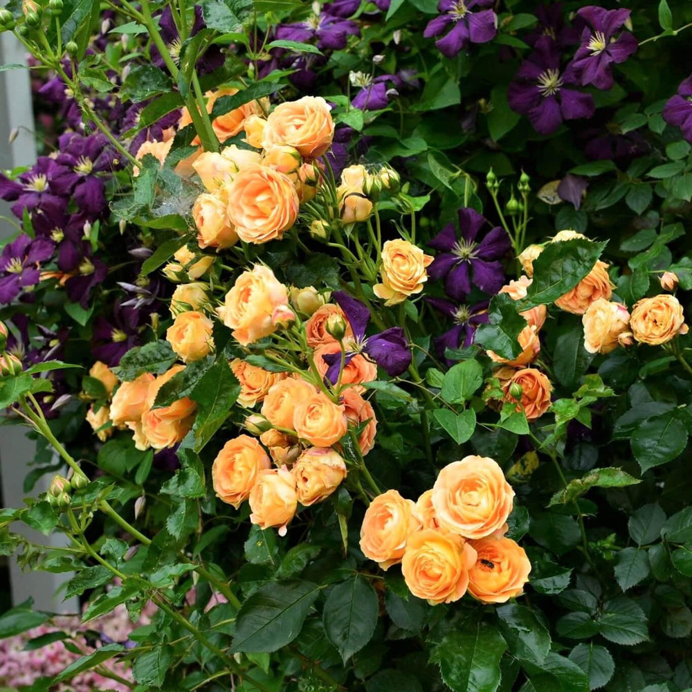 High quality rose bushes - New Fragrant Garden Roses – Famous Roses World