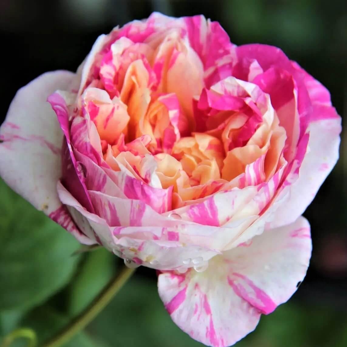 Aquarelle Collection