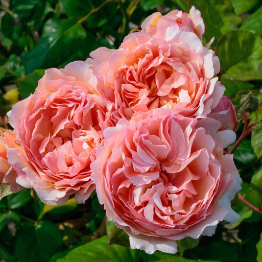 High quality rose bushes - New Fragrant Garden Roses – Famous Roses World