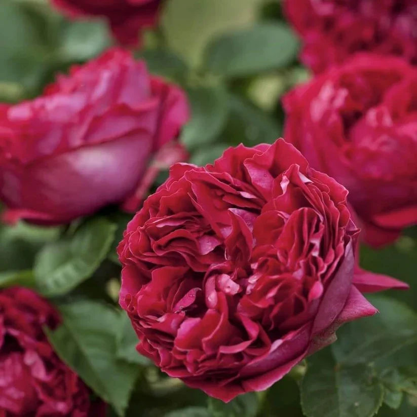 FLORISTA – Roses for the Garden & Vase