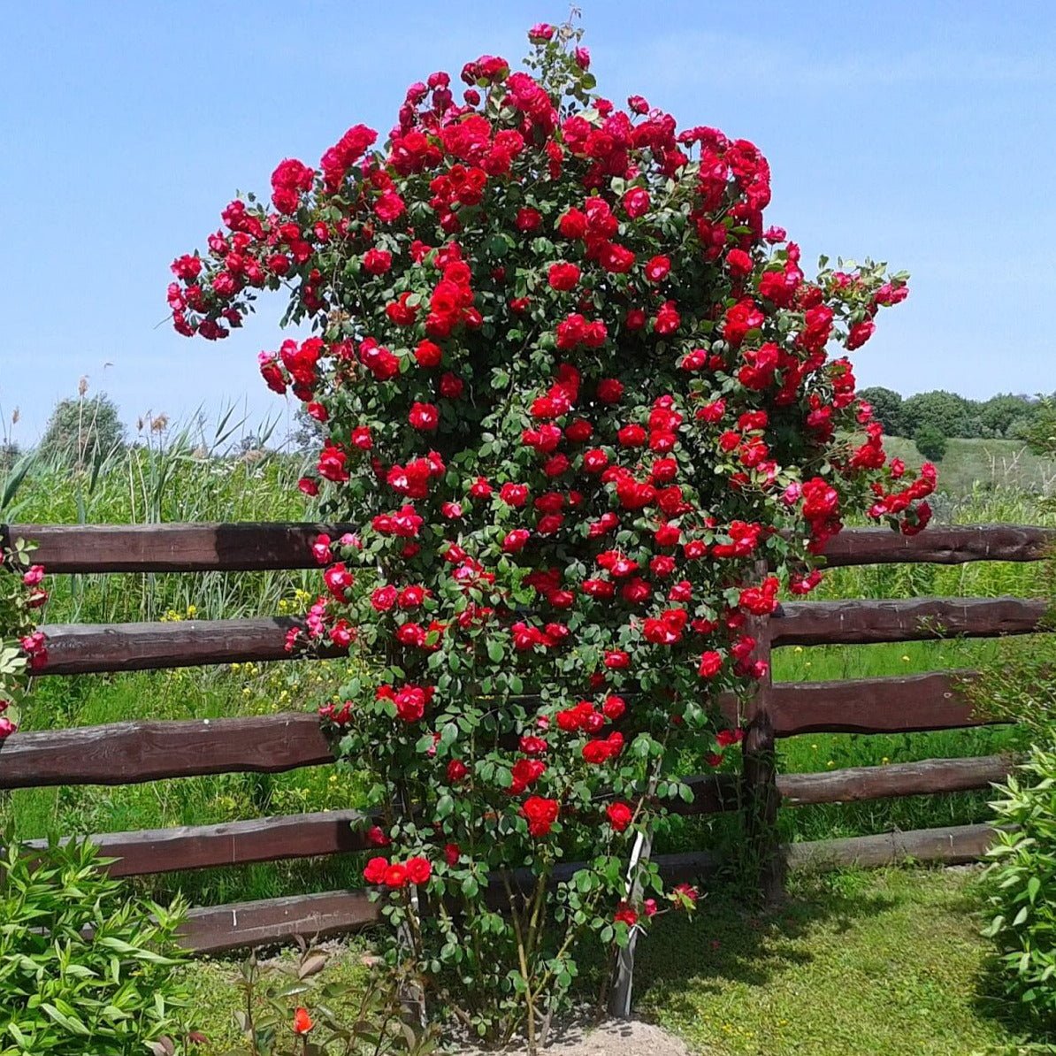 Climbing Roses