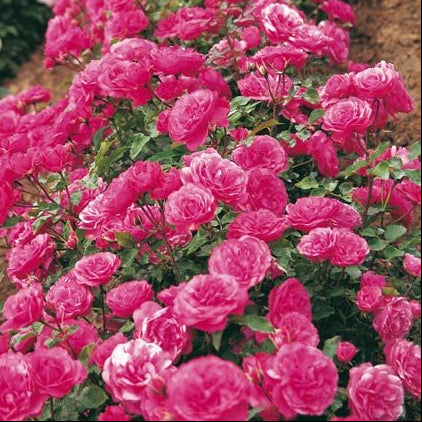 Lancome