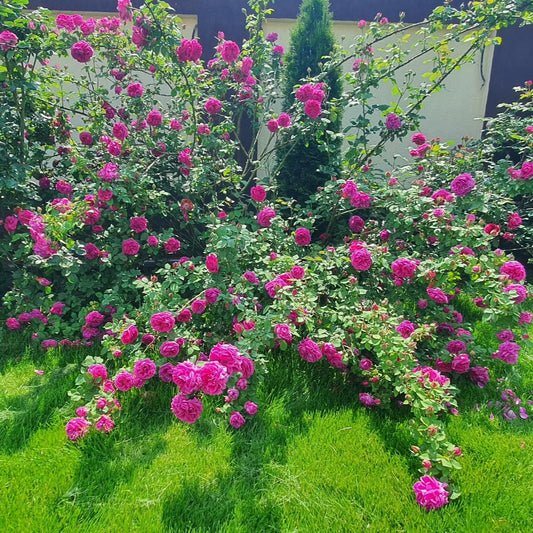 Madame Isaac Pereire