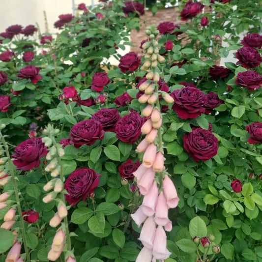 Souvenir du Docteur Jamain