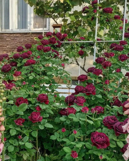 Souvenir du Docteur Jamain