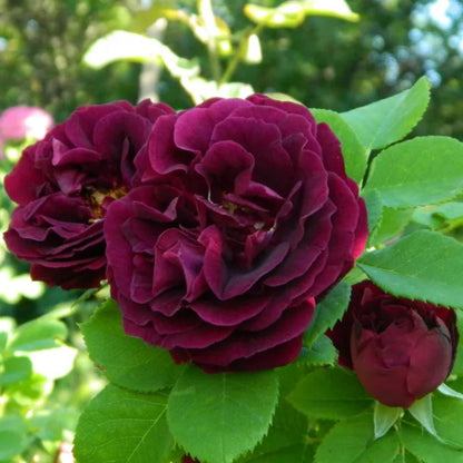 Souvenir du Docteur Jamain