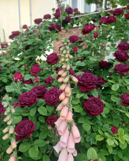 Souvenir du Docteur Jamain