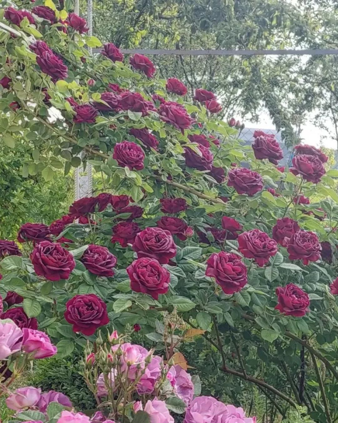 Souvenir du Docteur Jamain