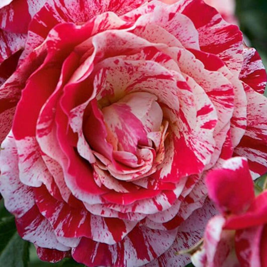 Abracadabra ® - German floribunda rose bred by Kordes
