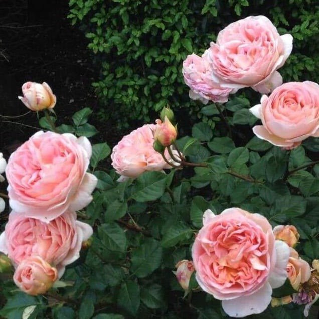 Abraham Darby ® Plants garden rose bushes potted or bare root plants