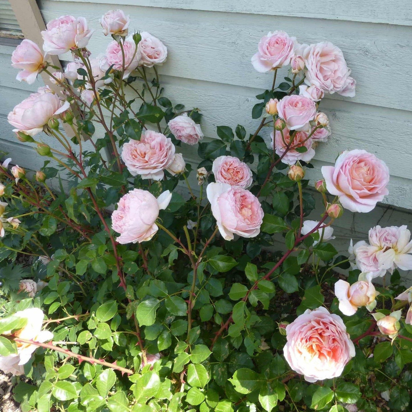 Abraham Darby ® Plants garden rose bushes potted or bare root plants