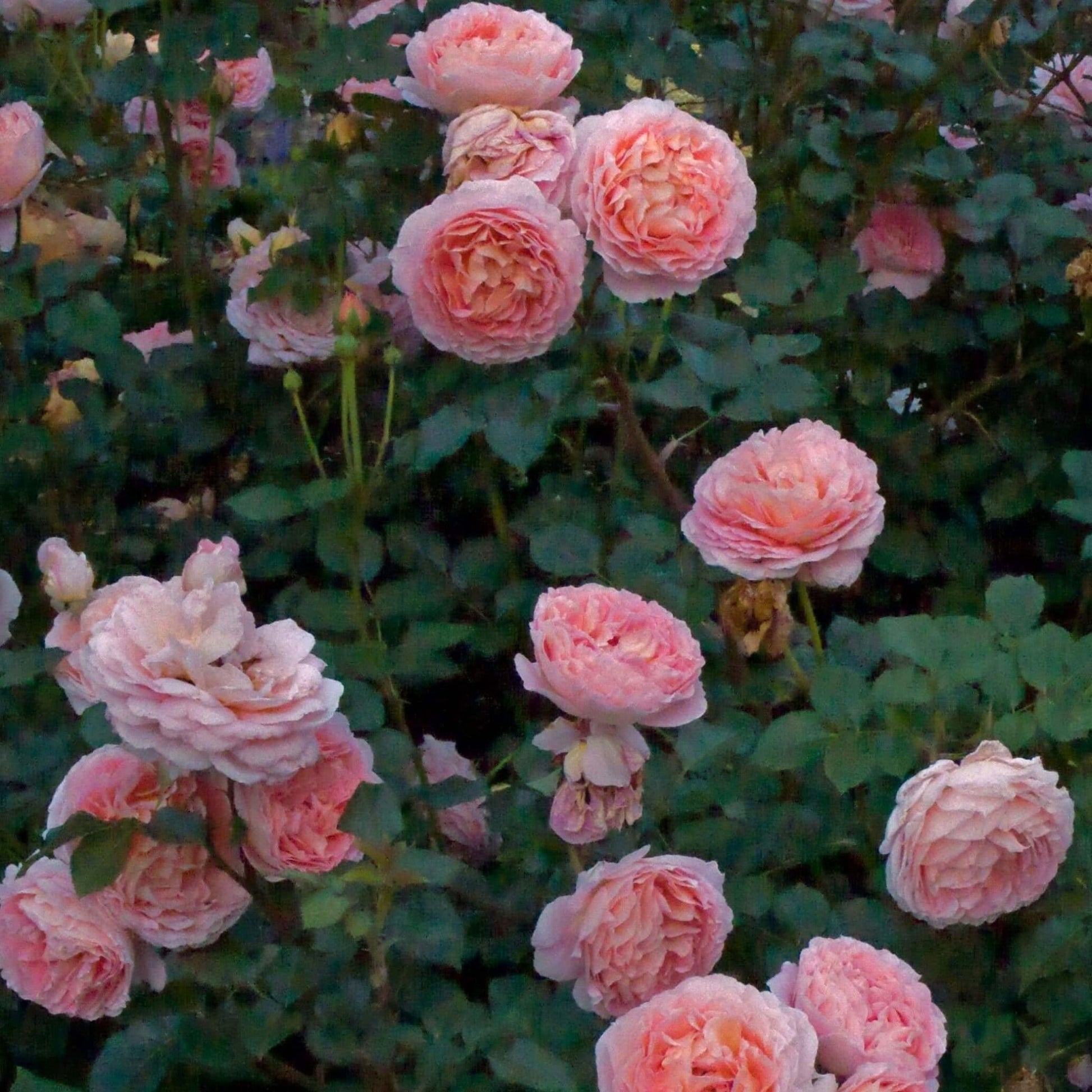 Abraham Darby ® Plants garden rose bushes potted or bare root plants