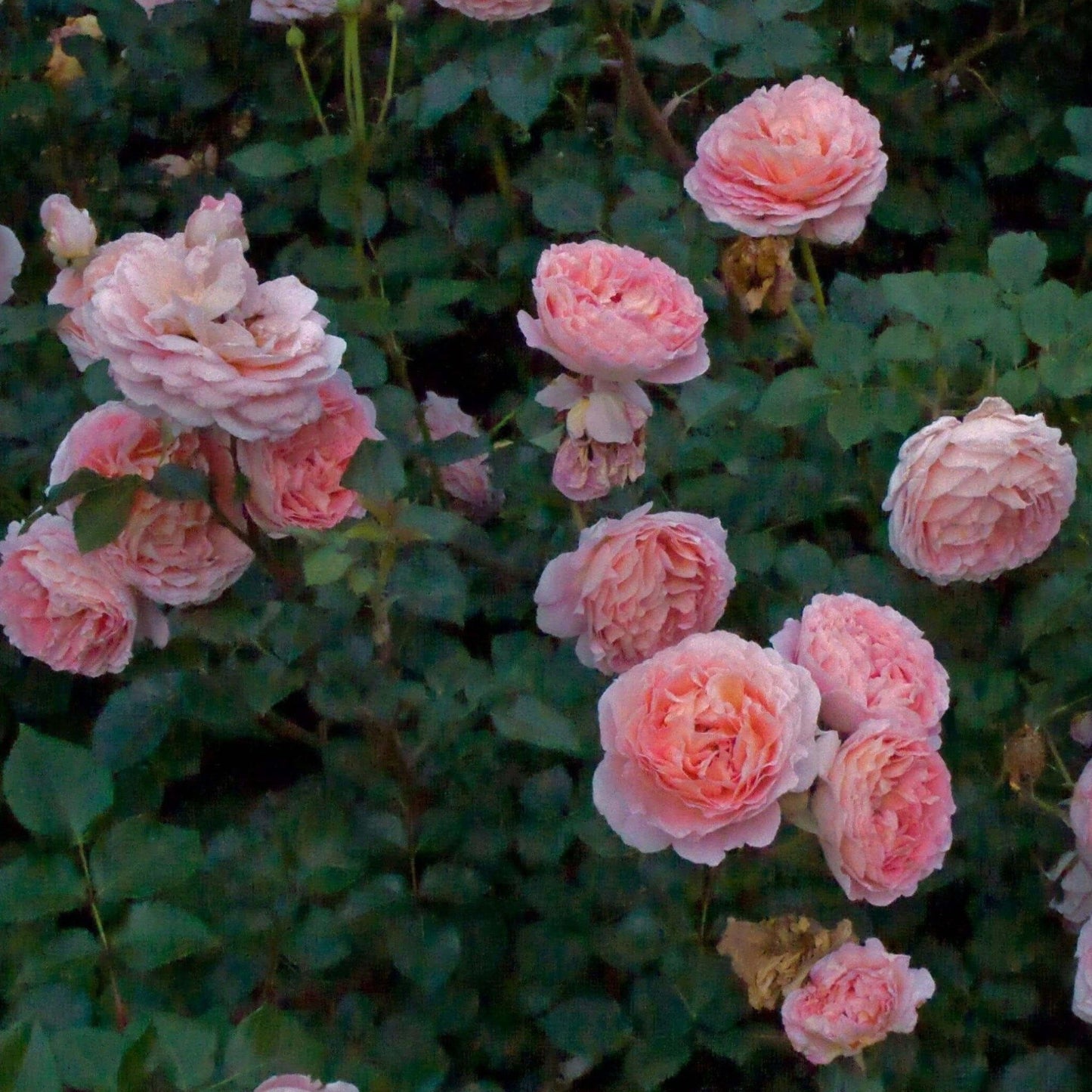 Abraham Darby ® Plants garden rose bushes potted or bare root plants