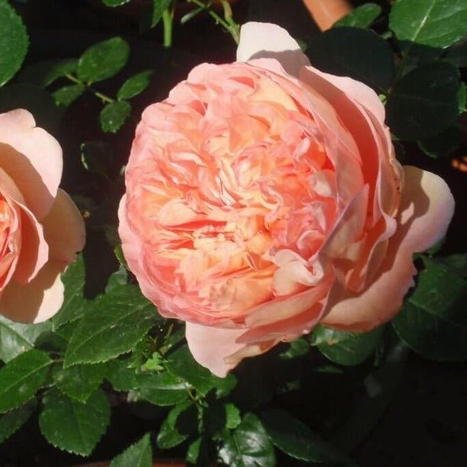 Abraham Darby ® Plants garden rose bushes potted or bare root plants