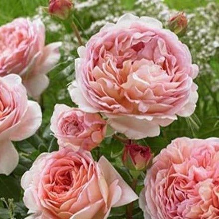 Abraham Darby ® Plants garden rose bushes potted or bare root plants