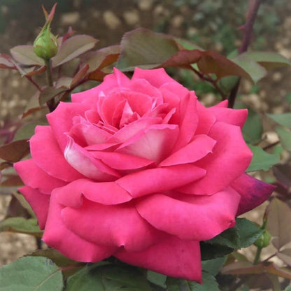 Acapella ® Hybrid Tea Roses garden rose bushes potted or bare root plants