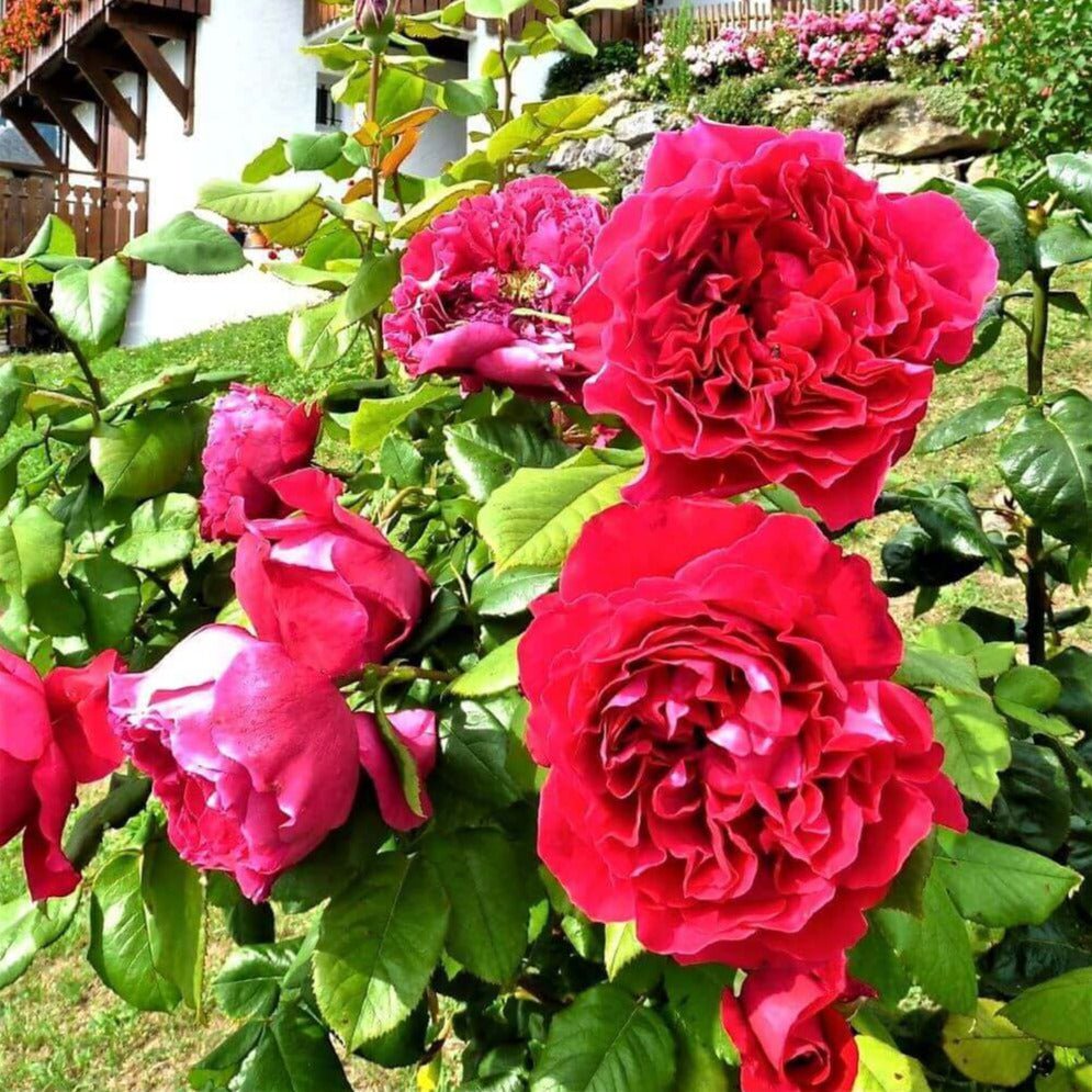 Alain Souchon ® Hybrid Tea Roses garden rose bushes potted or bare root plants