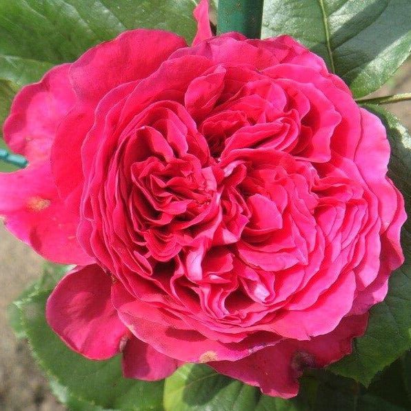 Alain Souchon ® Hybrid Tea Roses garden rose bushes potted or bare root plants