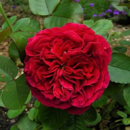 Alain Souchon ® Hybrid Tea Roses garden rose bushes potted or bare root plants