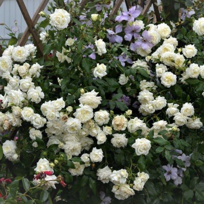 rose creeper seeds Alaska ® | Climbing Rose