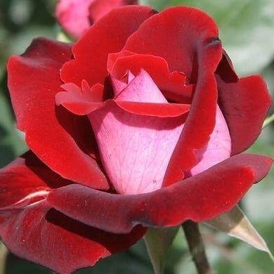 Alleluia ® Hybrid Tea Roses garden rose bushes potted or bare root plants