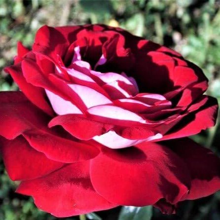 Alleluia ® Hybrid Tea Roses garden rose bushes potted or bare root plants