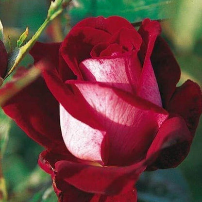 Alleluia ® Hybrid Tea Roses garden rose bushes potted or bare root plants